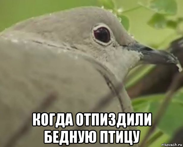  когда отпиздили бедную птицу, Мем Дорогая мы убиваем детей птичка