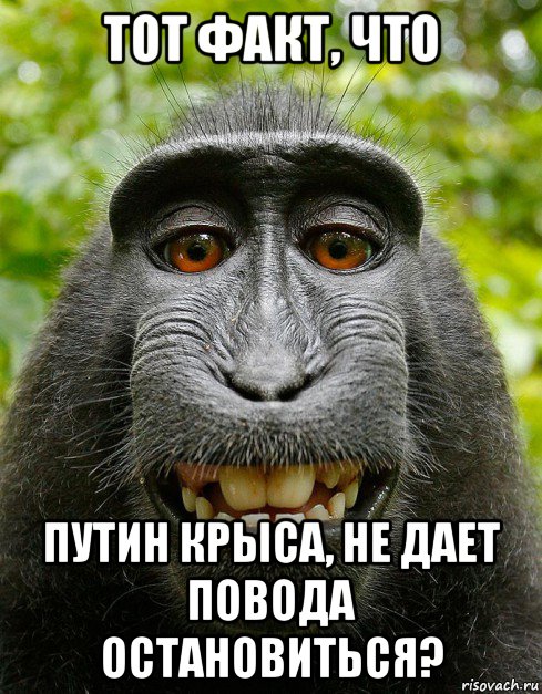 тот факт, что путин крыса, не дает повода остановиться?, Мем  Довольная обезьяна