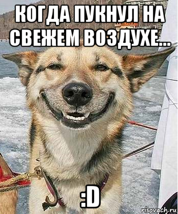 когда пукнул на свежем воздухе... :d, Мем Довольный пес