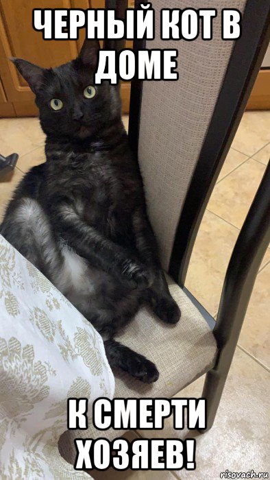 черный кот в доме к смерти хозяев!, Мем Кот 2