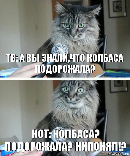 ТВ: А вы знали,что колбаса подорожала? Кот: КОЛБАСА? ПОДОРОЖАЛА? НИПОНЯЛ!?