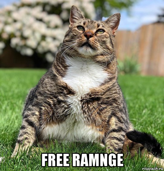  free ramnge, Мем Котик Мука