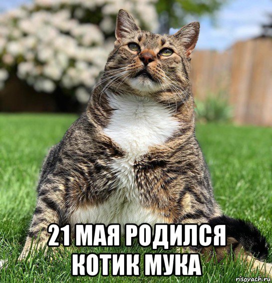  21 мая родился котик мука