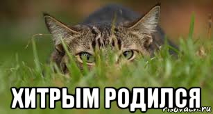  хитрым родился, Мем Котик