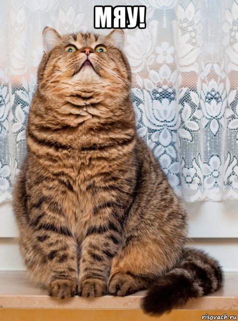 мяу! , Мем Котик