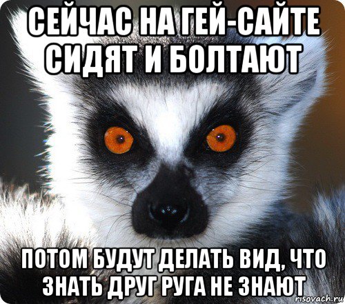 сейчас на гей-сайте сидят и болтают потом будут делать вид, что знать друг руга не знают, Мем лемур