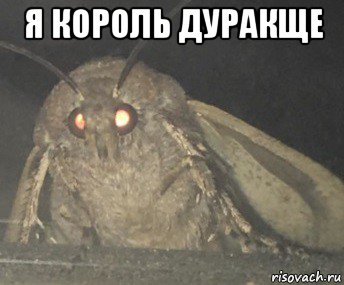 я король дуракще 