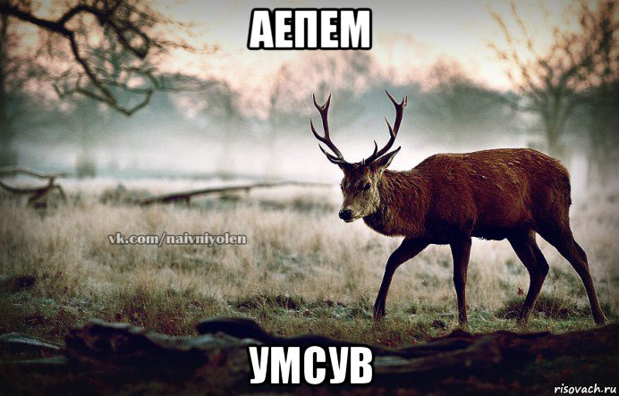 аепем умсув, Мем naivehole