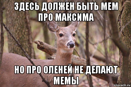 здесь должен быть мем про максима но про оленей не делают мемы, Мем Наивная олениха