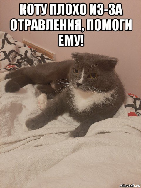 коту плохо из-за отравления, помоги ему! 