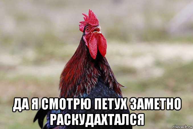  да я смотрю петух заметно раскудахтался