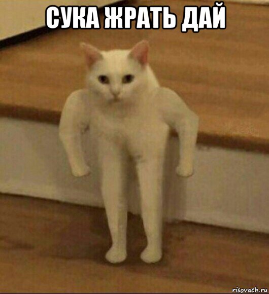 сука жрать дай , Мем  Полукот