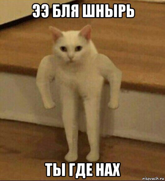 ээ бля шнырь ты где нах, Мем  Полукот