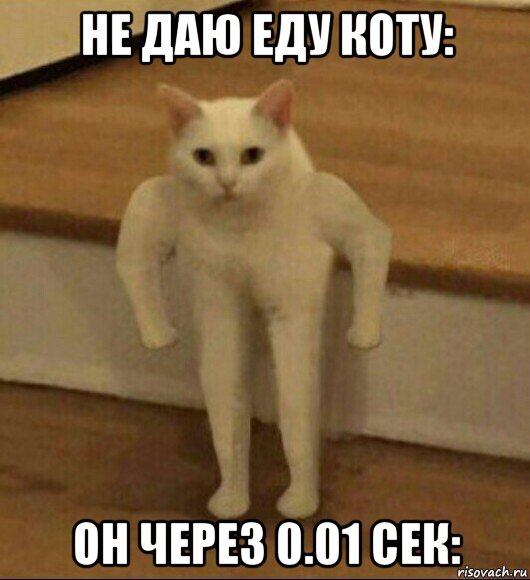 не даю еду коту: он через 0.01 сек: