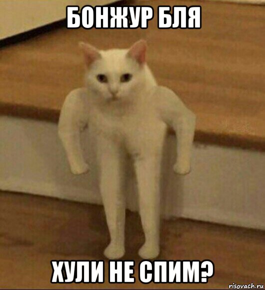 бонжур бля хули не спим?