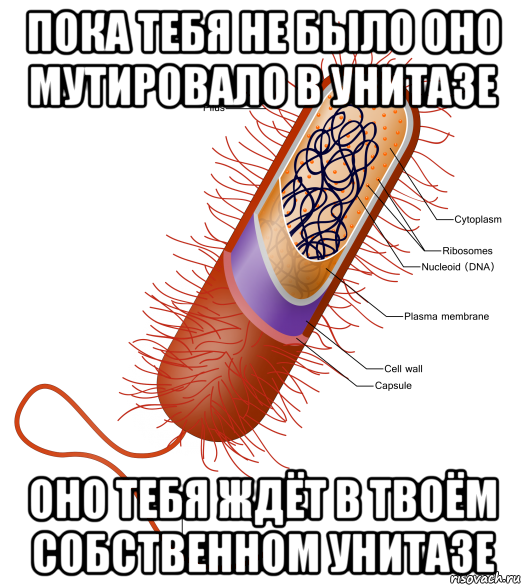 пока тебя не было оно мутировало в унитазе оно тебя ждёт в твоём собственном унитазе, Мем Prokaryote
