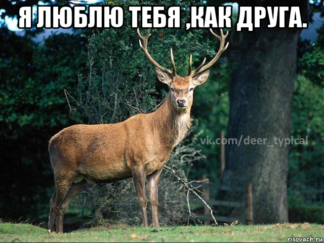 я люблю тебя ,как друга. , Мем Паблик Типичный олень