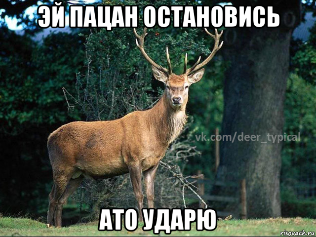 эй пацан остановись ато ударю, Мем Паблик Типичный олень