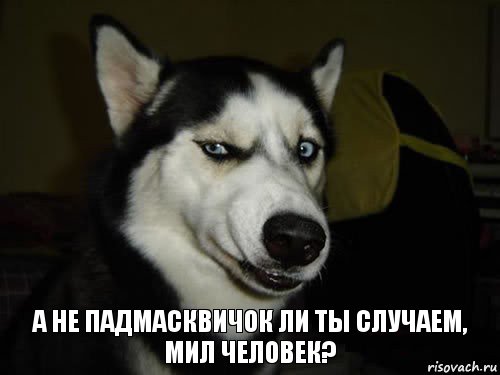 а не падмасквичок ли ты случаем, мил человек?, Комикс  Собака подозревака