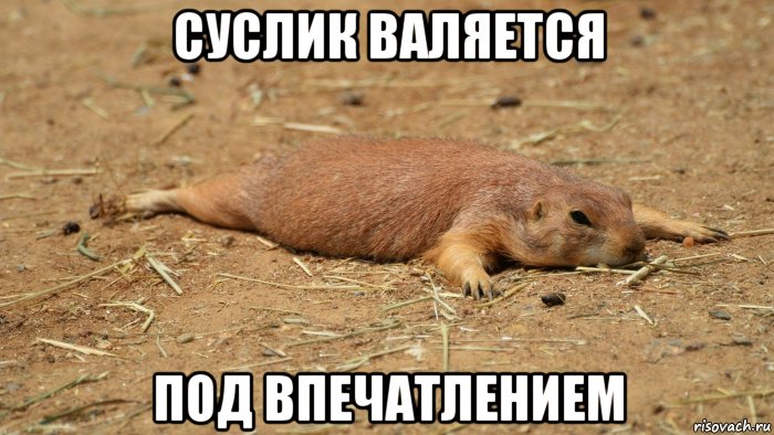 суслик валяется под впечатлением, Мем Уставший суслик лежит Дохлый суслик