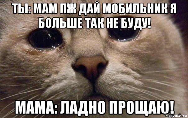 ты: мам пж дай мобильник я больше так не буду! мама: ладно прощаю!, Мем   В мире грустит один котик