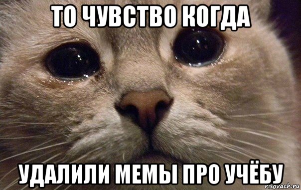 то чувство когда удалили мемы про учёбу, Мем   В мире грустит один котик