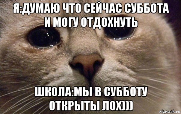 я:думаю что сейчас суббота и могу отдохнуть школа:мы в субботу открыты лох))), Мем   В мире грустит один котик
