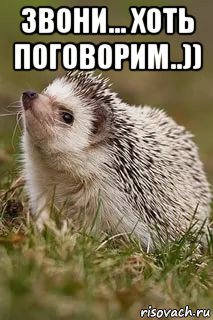 звони... хоть поговорим..)) , Мем Ёжик