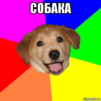 собака , Мем Advice Dog