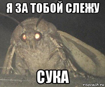 я за тобой слежу сука, Мем Матылёк