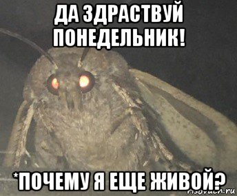 да здраствуй понедельник! *почему я еще живой?