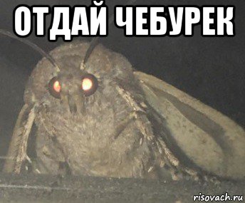 отдай чебурек 