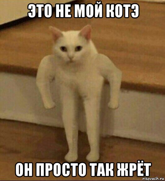 это не мой котэ он просто так жрёт, Мем  Полукот