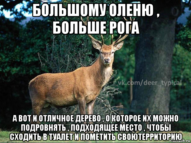 большому оленю , больше рога а вот и отличное дерево , о которое их можно подровнять , подходящее место , чтобы сходить в туалет и пометить своютерриторию