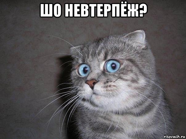 шо невтерпёж? , Мем  удивлённый кот