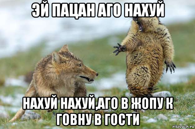 эй пацан аго нахуй нахуй нахуй,аго в жопу к говну в гости, Мем Волк и суслик