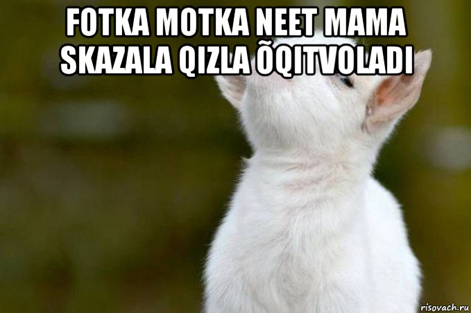 fotka motka neet mama skazala qizla õqitvoladi , Мем  Гордый козленок