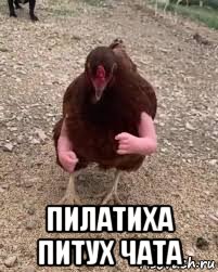  пилатиха питух чата