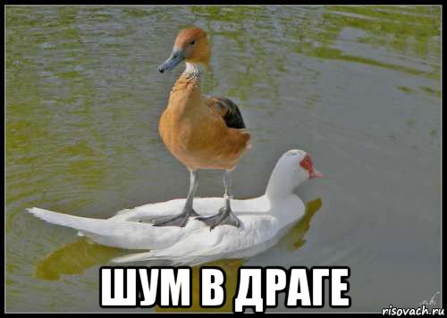  шум в драге, Мем likaboss