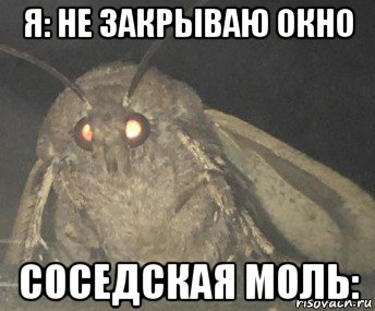 я: не закрываю окно соседская моль: