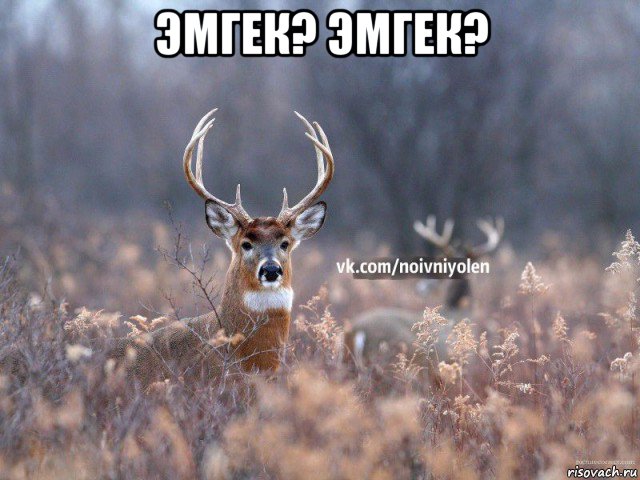 эмгек? эмгек? , Мем Наивный Олень vk