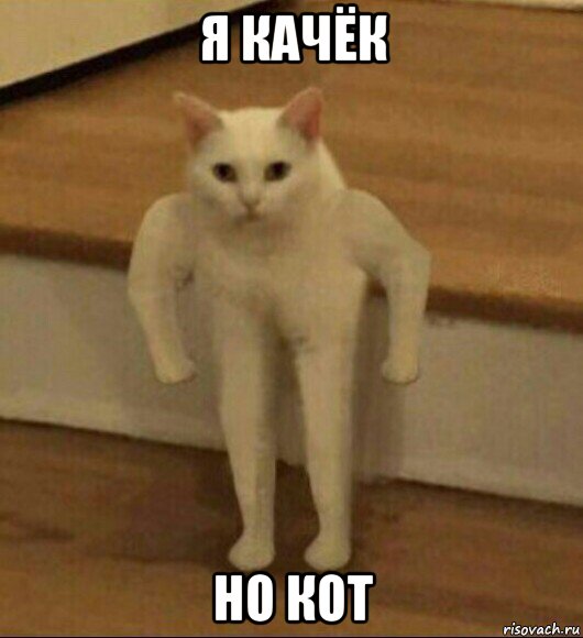 я качёк но кот