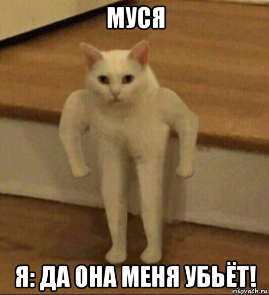 муся я: да она меня убьёт!, Мем  Полукот