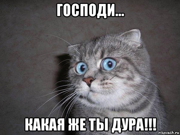 господи... какая же ты дура!!!, Мем  удивлённый кот