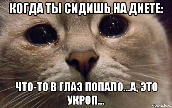 когда ты сидишь на диете: что-то в глаз попало...а, это укроп..., Мем   В мире грустит один котик