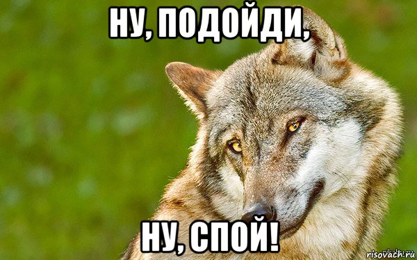 ну, подойди, ну, спой!, Мем   Volf