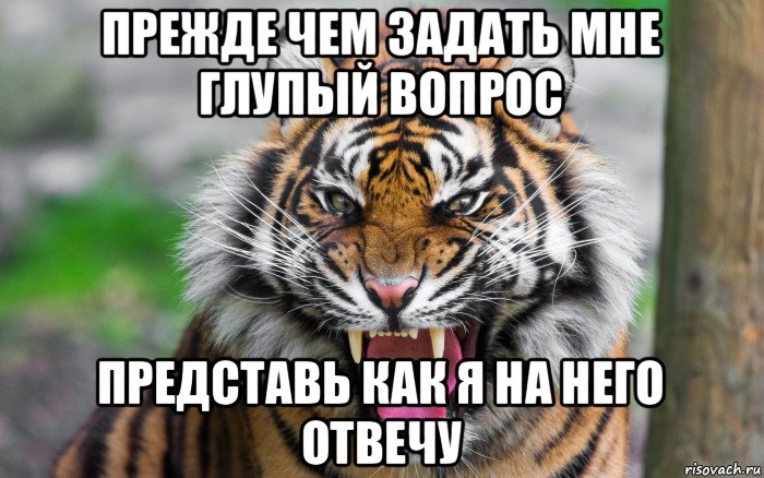 прежде чем задать мне глупый вопрос представь как я на него отвечу, Мем ДЕРЗКИЙ ТИГР