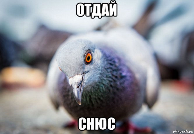 отдай снюс, Мем Голубь