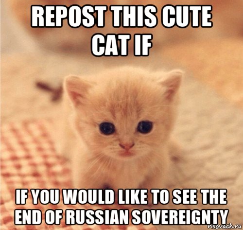 repost this cute cat if if you would like to see the end of russian sovereignty, Мем Hdh