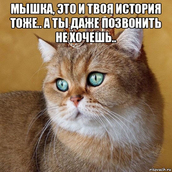 мышка, это и твоя история тоже.. а ты даже позвонить не хочешь.. , Мем Король котов